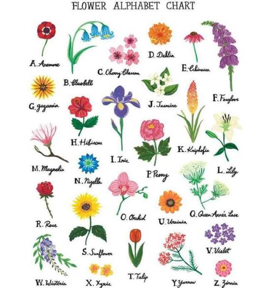 Flowers and names of them